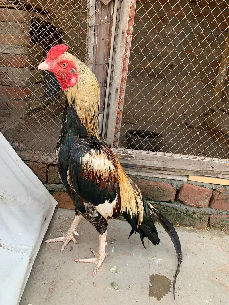 Aseel mianwali — photo 4