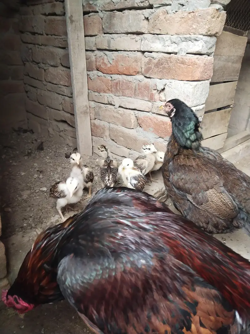 Aseel mianwali — photo 6