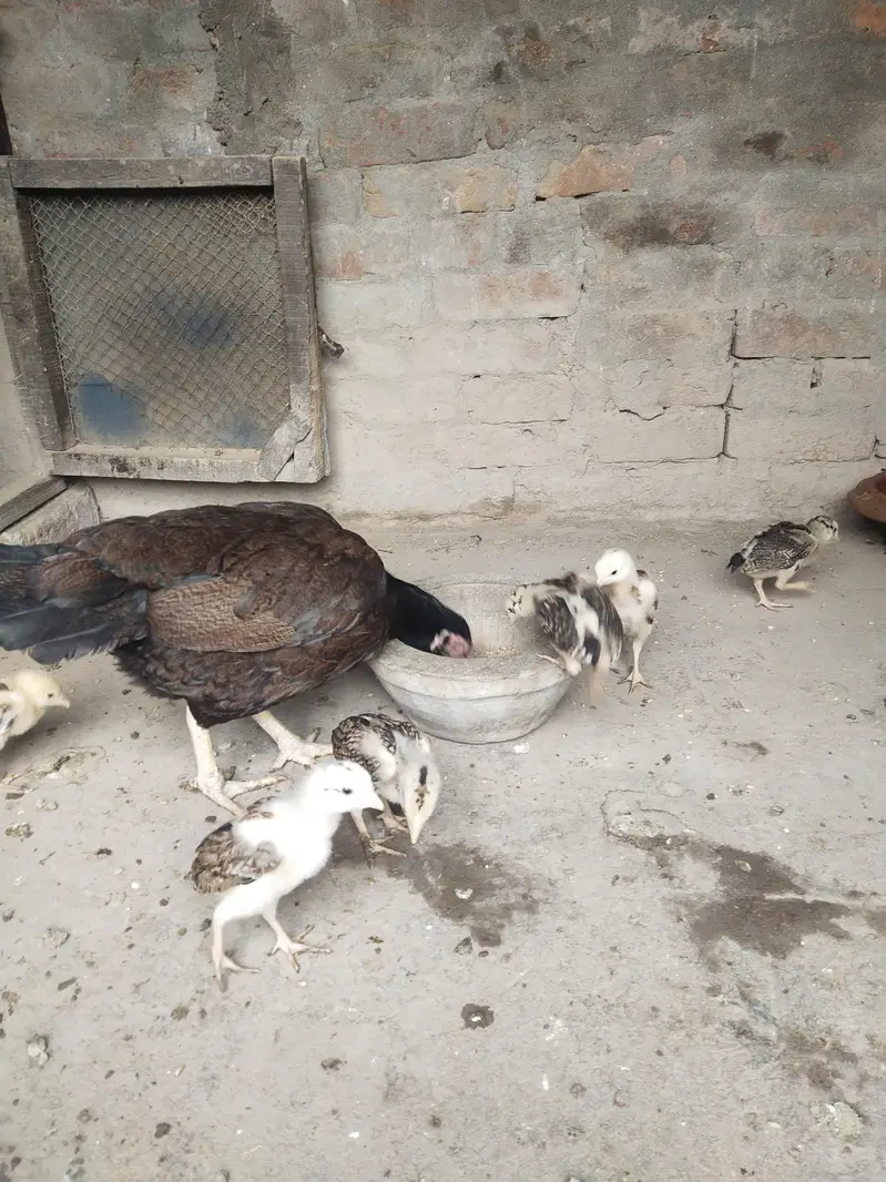 Aseel mianwali — photo 7