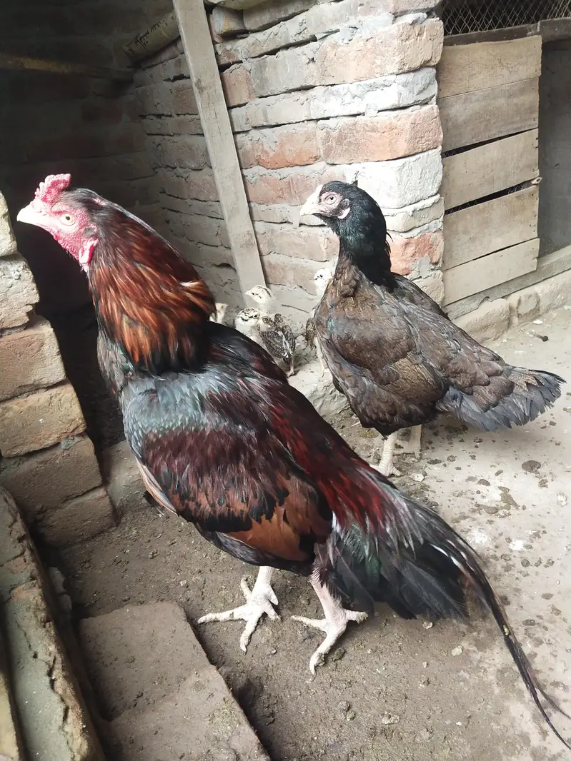 Aseel mianwali — photo 8