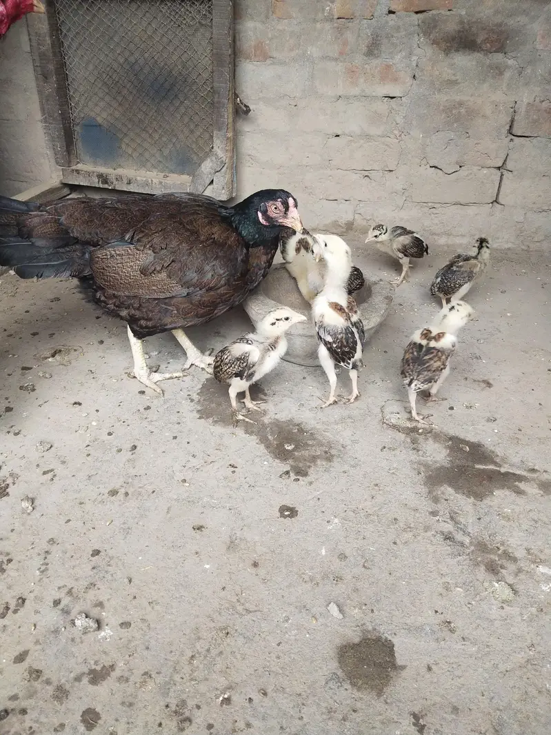 Aseel mianwali — photo 9