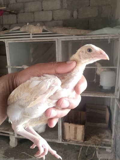 heera breed