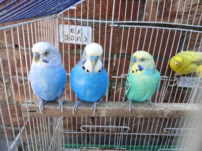 King Size Budgies Breeder 3 Pairs Available Exchange option available
