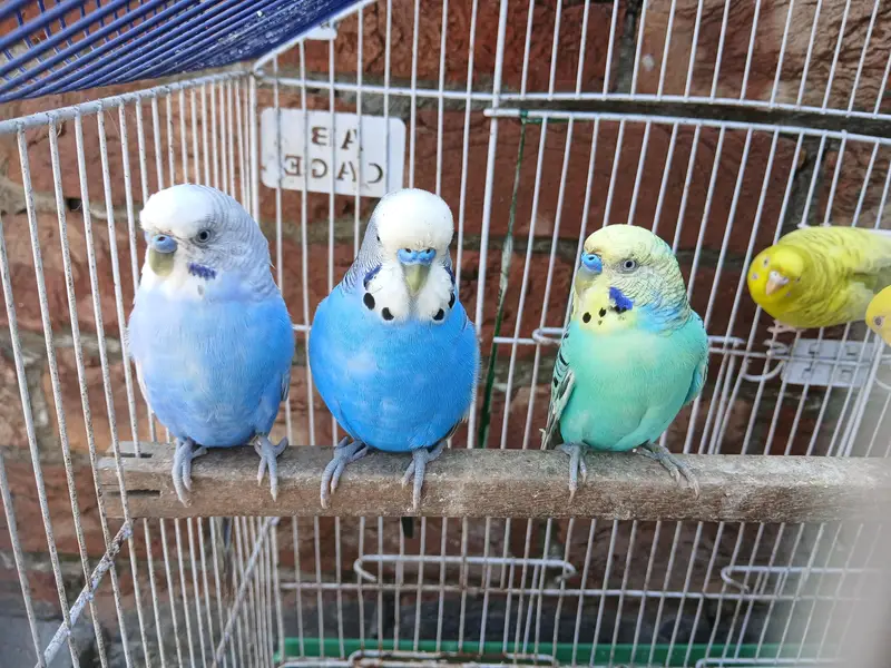 King Size Budgies Breeder 3 Pairs Available Exchange option available — photo 2