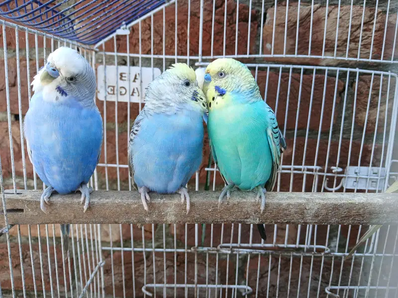 King Size Budgies Breeder 3 Pairs Available Exchange option available — photo 3