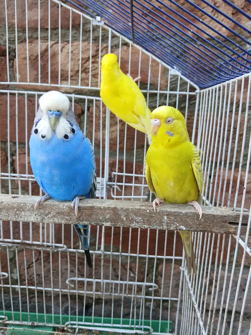 King Size Budgies Breeder 3 Pairs Available Exchange option available — photo 5