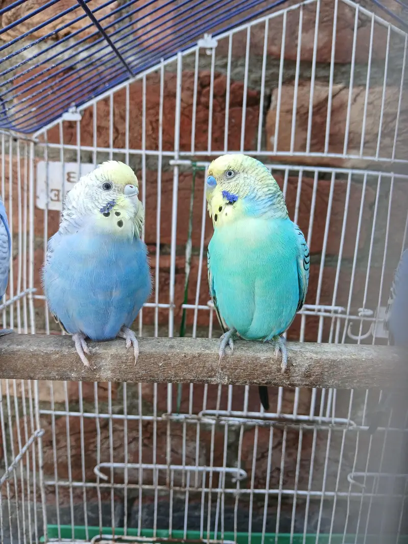 King Size Budgies Breeder 3 Pairs Available Exchange option available — photo 6