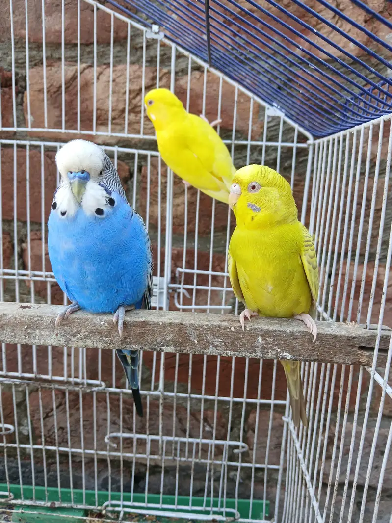 King Size Budgies Breeder 3 Pairs Available Exchange option available — photo 7
