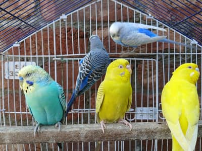 King Size Budgies Breeder 3 Pairs Available Exchange option available