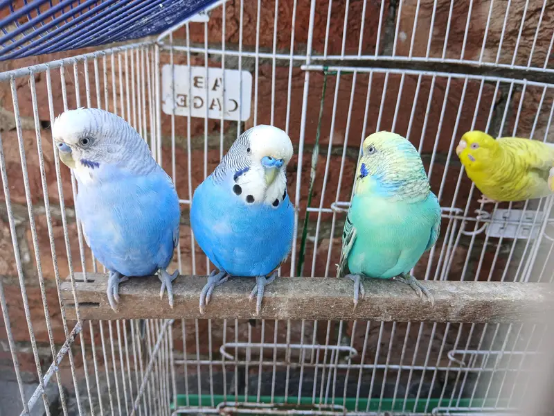 King Size Budgies Breeder 3 Pairs Available Exchange option available — photo 8