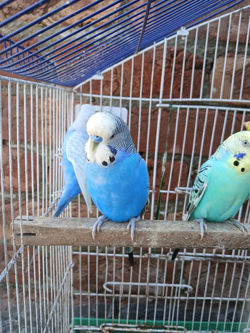 King Size Budgies Breeder 3 Pairs Available Exchange option available — photo 9