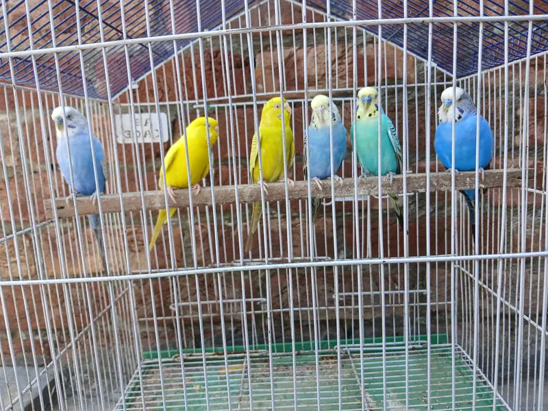 King Size Budgies Breeder 3 Pairs Available Exchange option available — photo 10