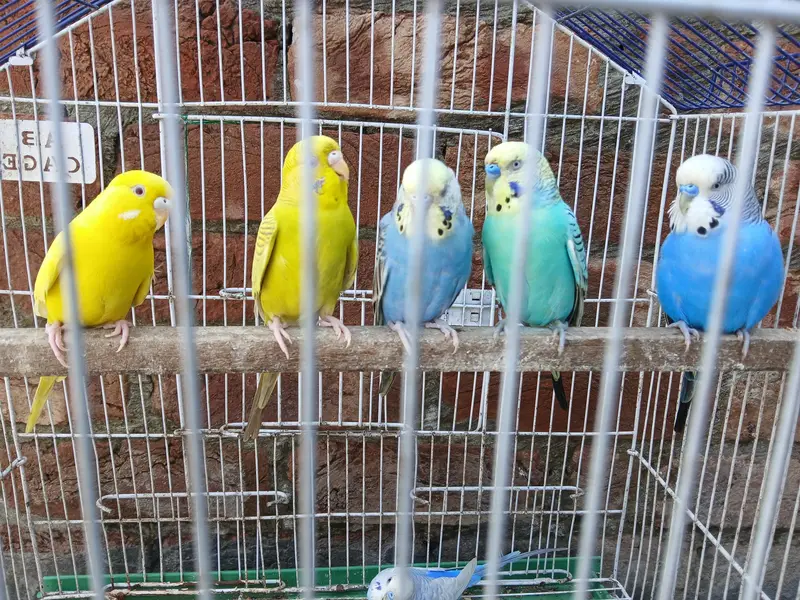 King Size Budgies Breeder 3 Pairs Available Exchange option available — photo 11