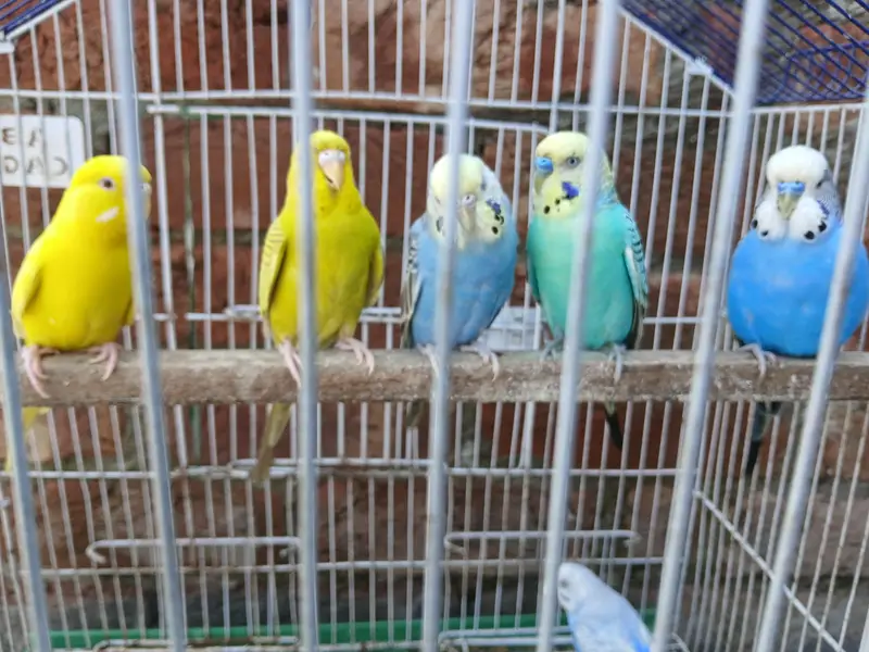 King Size Budgies Breeder 3 Pairs Available Exchange option available — photo 4
