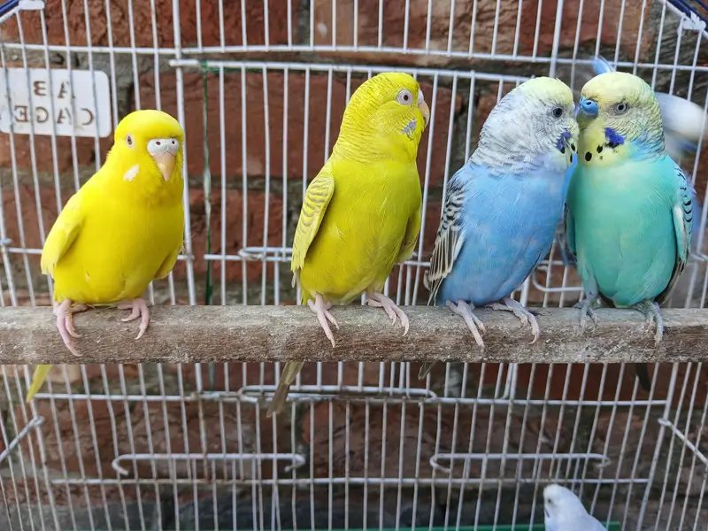 King Size Budgies Breeder 3 Pairs Available Exchange option available — photo 12
