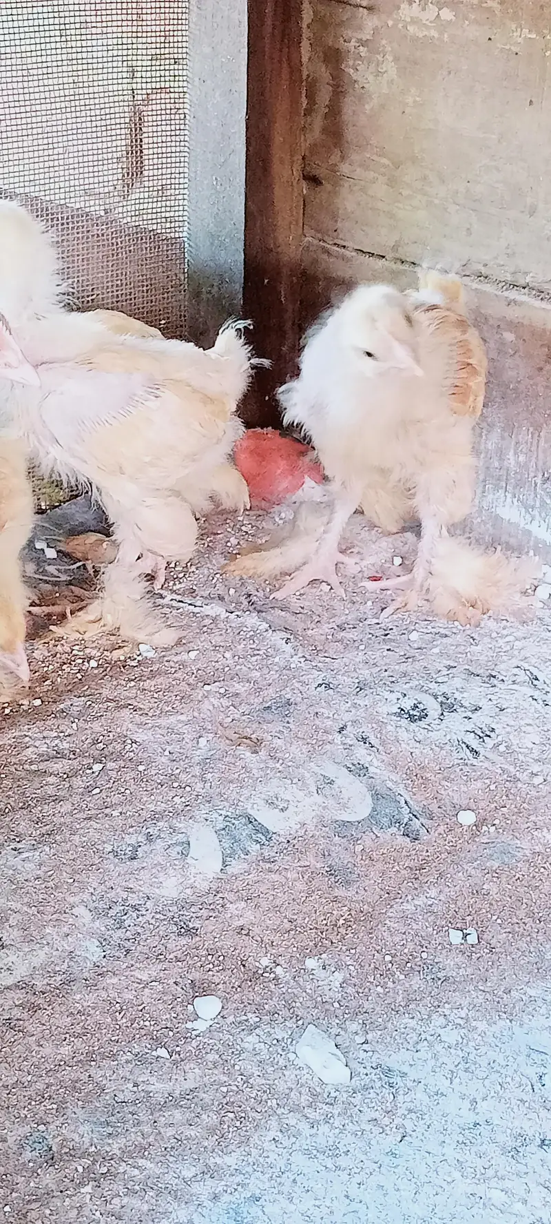 Golden Heavy buff Chicks — photo 2