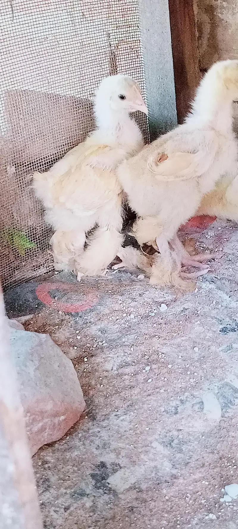Golden Heavy buff Chicks — photo 3