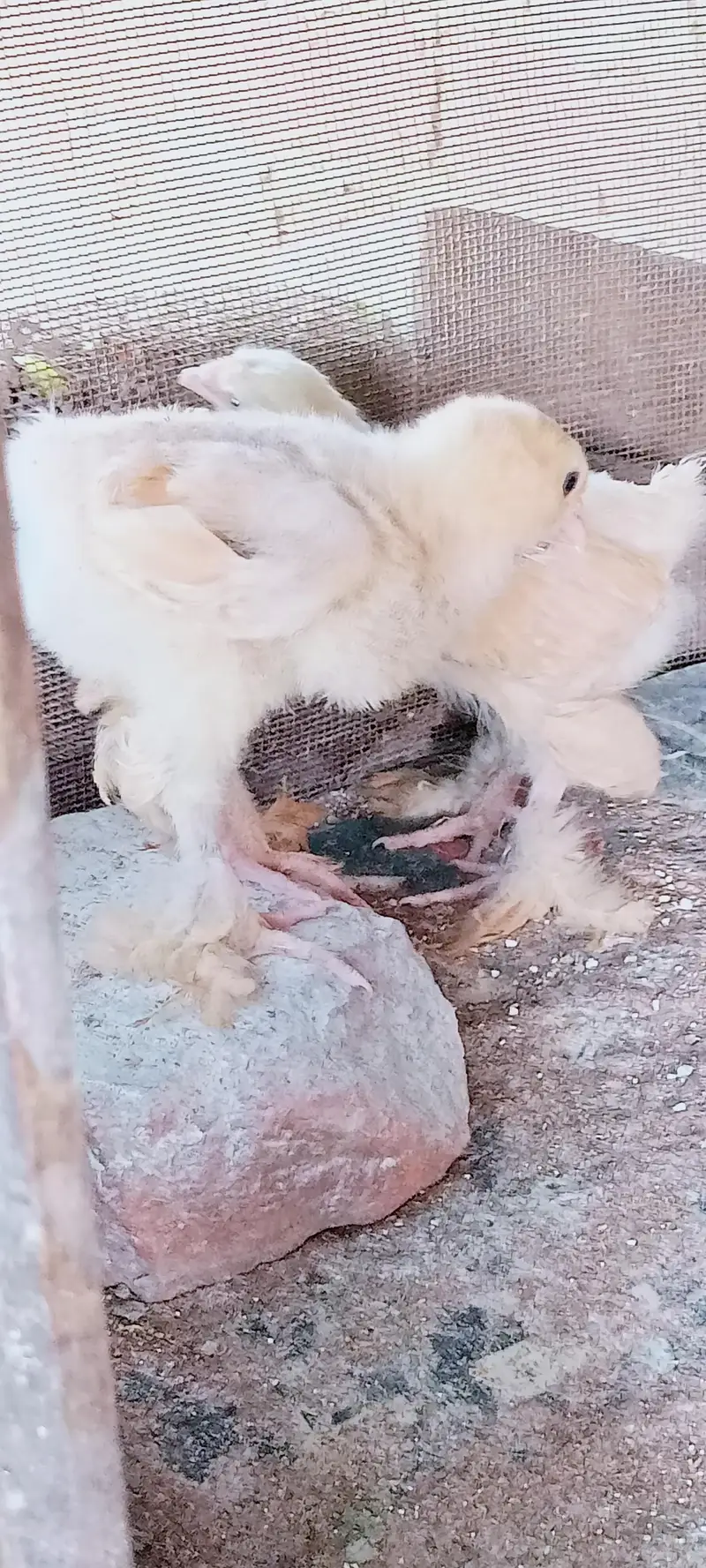 Golden Heavy buff Chicks — photo 4