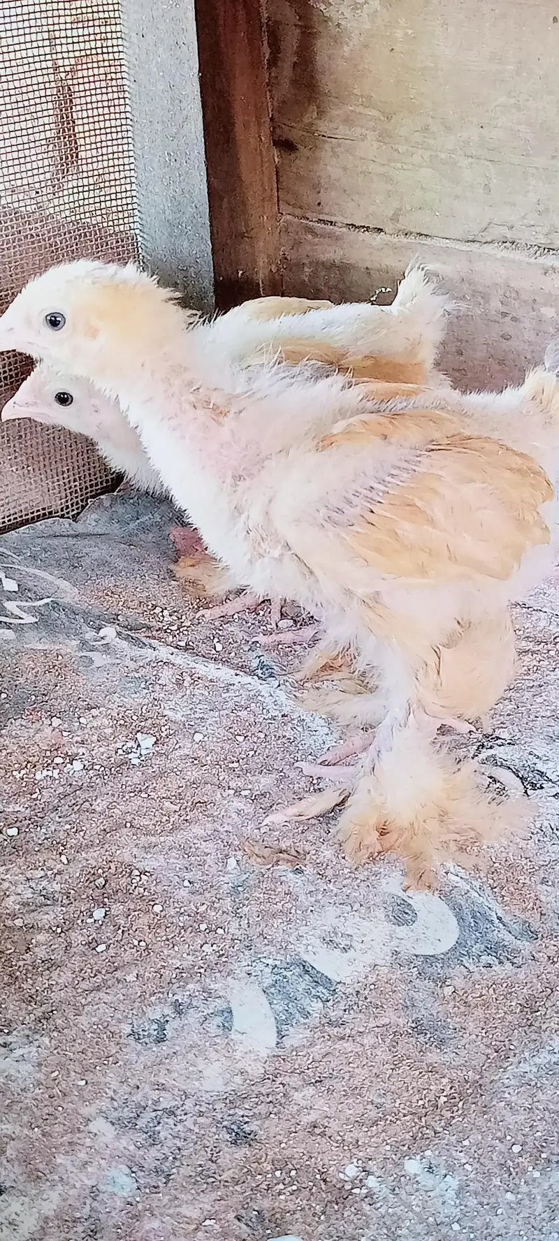 Golden Heavy buff Chicks — photo 5