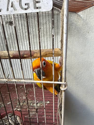 sunconure