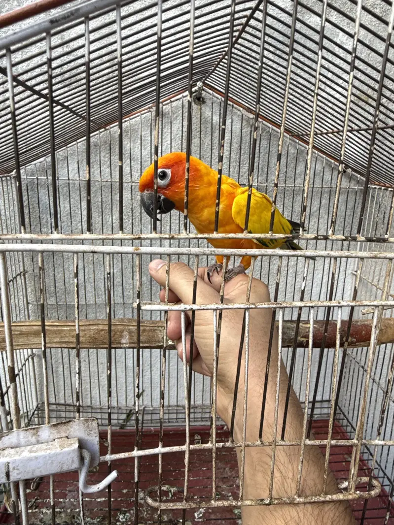 sunconure — photo 2