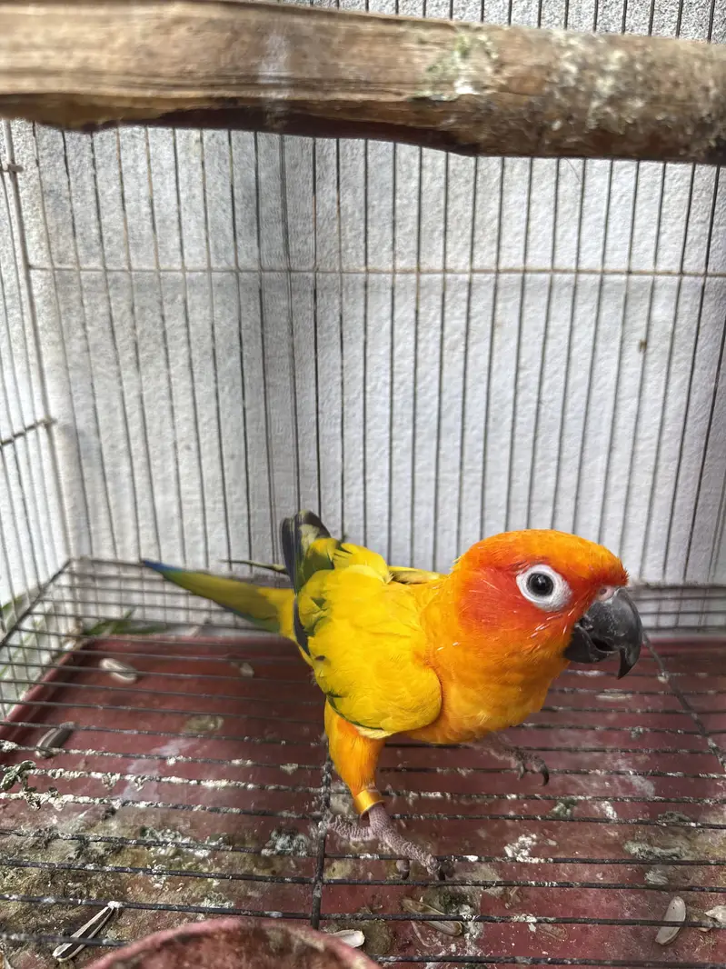 sunconure — photo 3