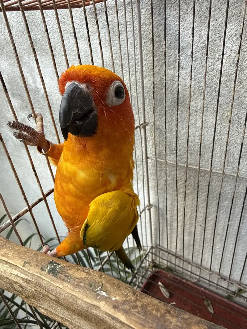 sunconure — photo 4