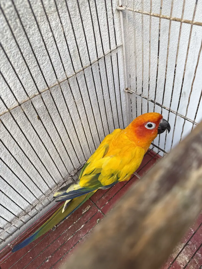 sunconure — photo 5