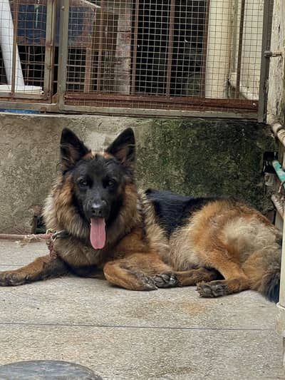 Pink pedigree Long Coat German shephard  Dog for Sale