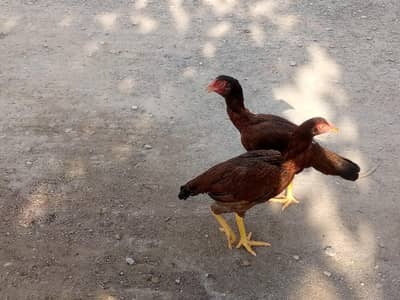 some aseel hens is available for sale