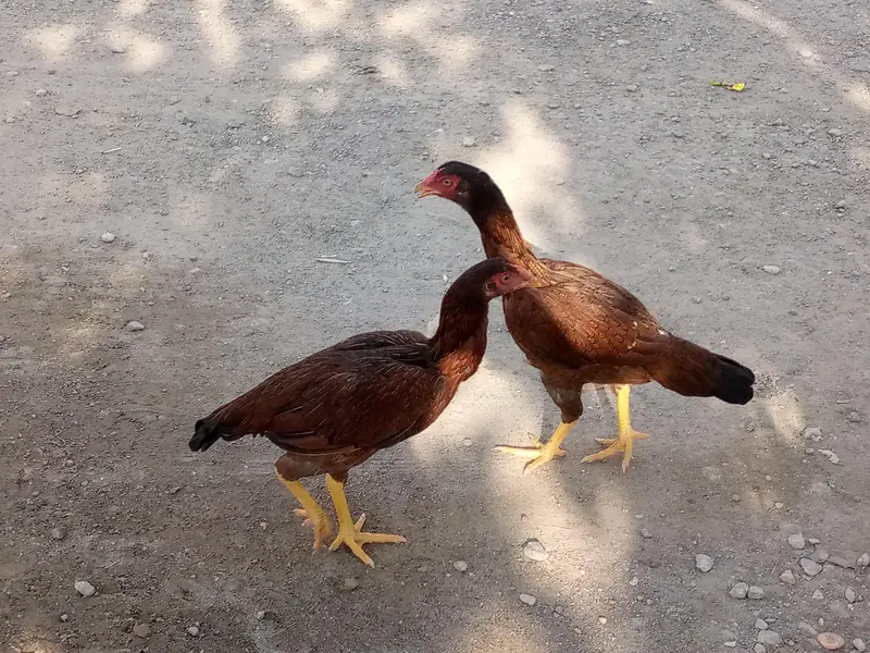 some aseel hens is available for sale — photo 2