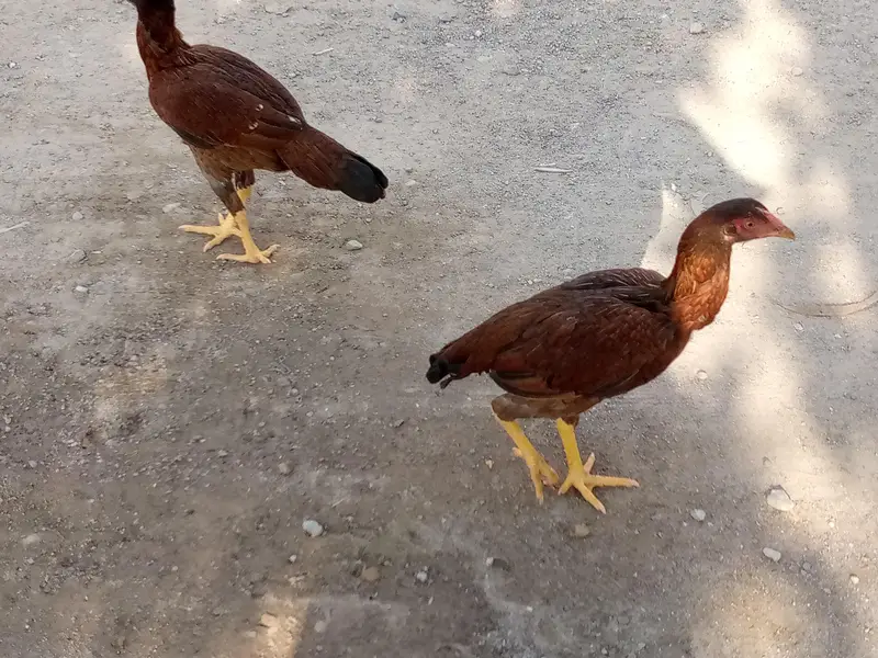 some aseel hens is available for sale — photo 3