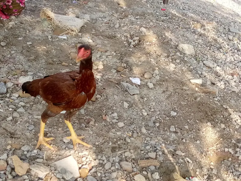 some aseel hens is available for sale — photo 4