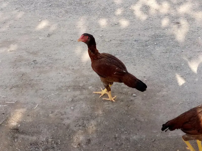 some aseel hens is available for sale — photo 5
