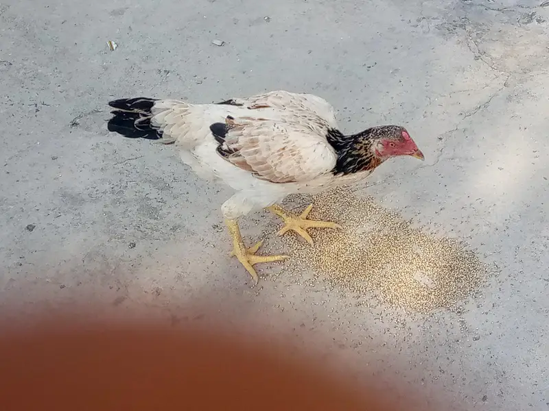 some aseel hens is available for sale — photo 6