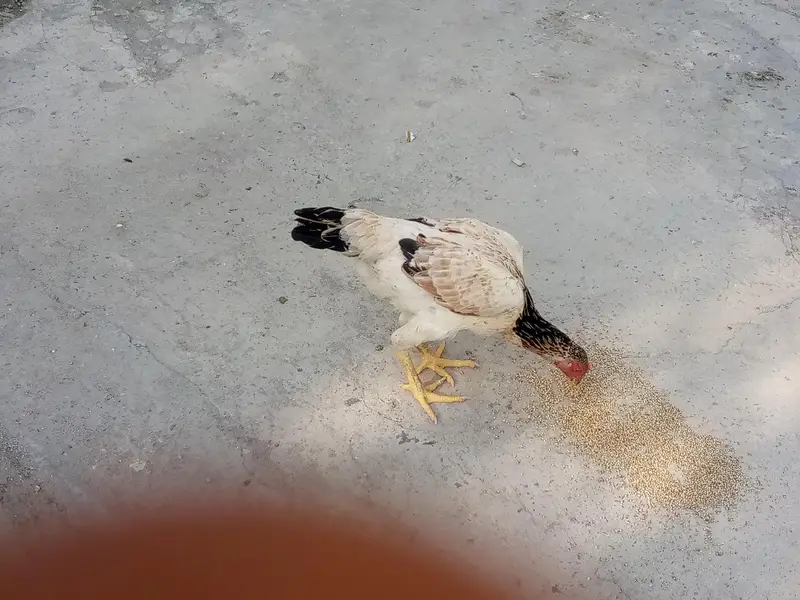 some aseel hens is available for sale — photo 7