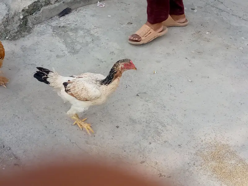 some aseel hens is available for sale — photo 8