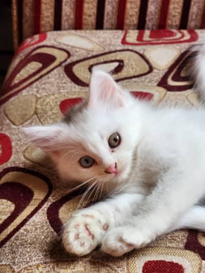 Triple Coated Persian Kittens