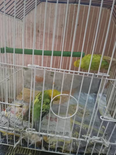 Gulshan Iqbal block 11