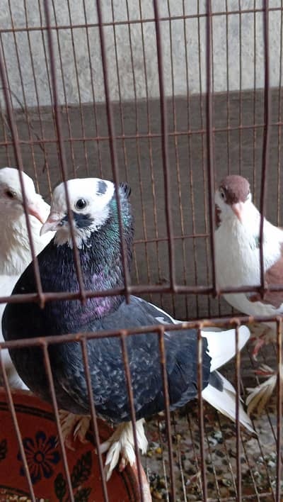 fully breeder pair eggs deny waly hain home breed hai koi issue nhi. . .