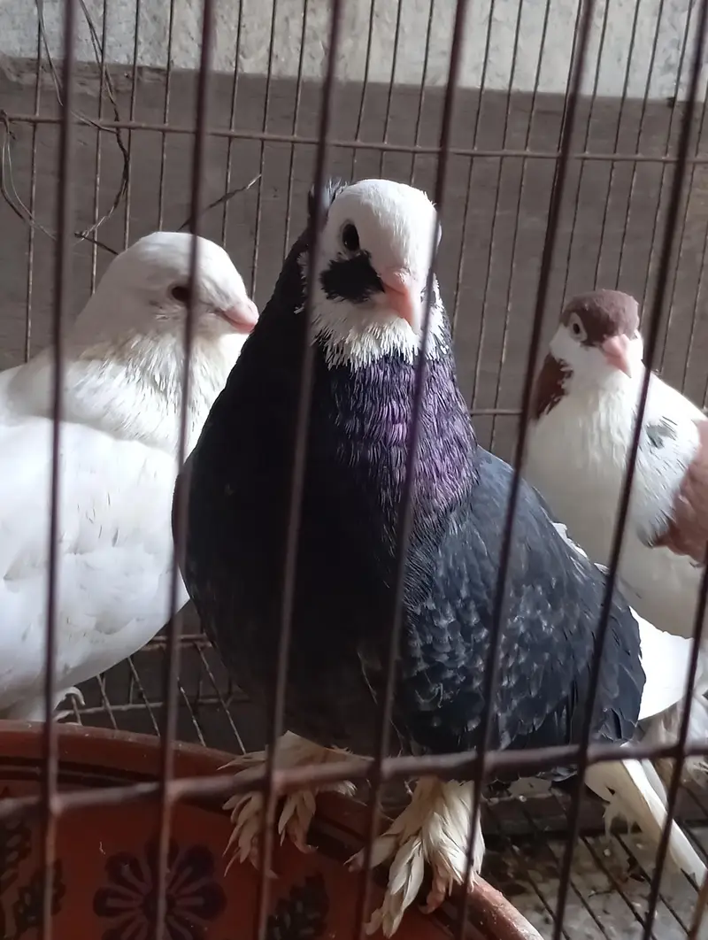 fully breeder pair eggs deny waly hain home breed hai koi issue nhi. . . — photo 2