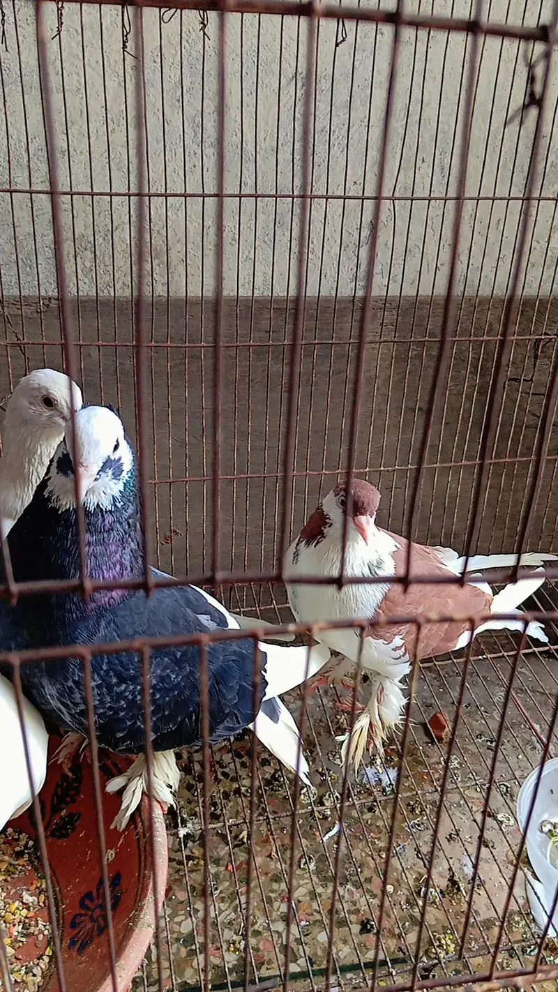 fully breeder pair eggs deny waly hain home breed hai koi issue nhi. . . — photo 3