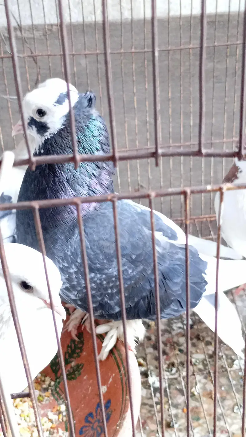 fully breeder pair eggs deny waly hain home breed hai koi issue nhi. . . — photo 4