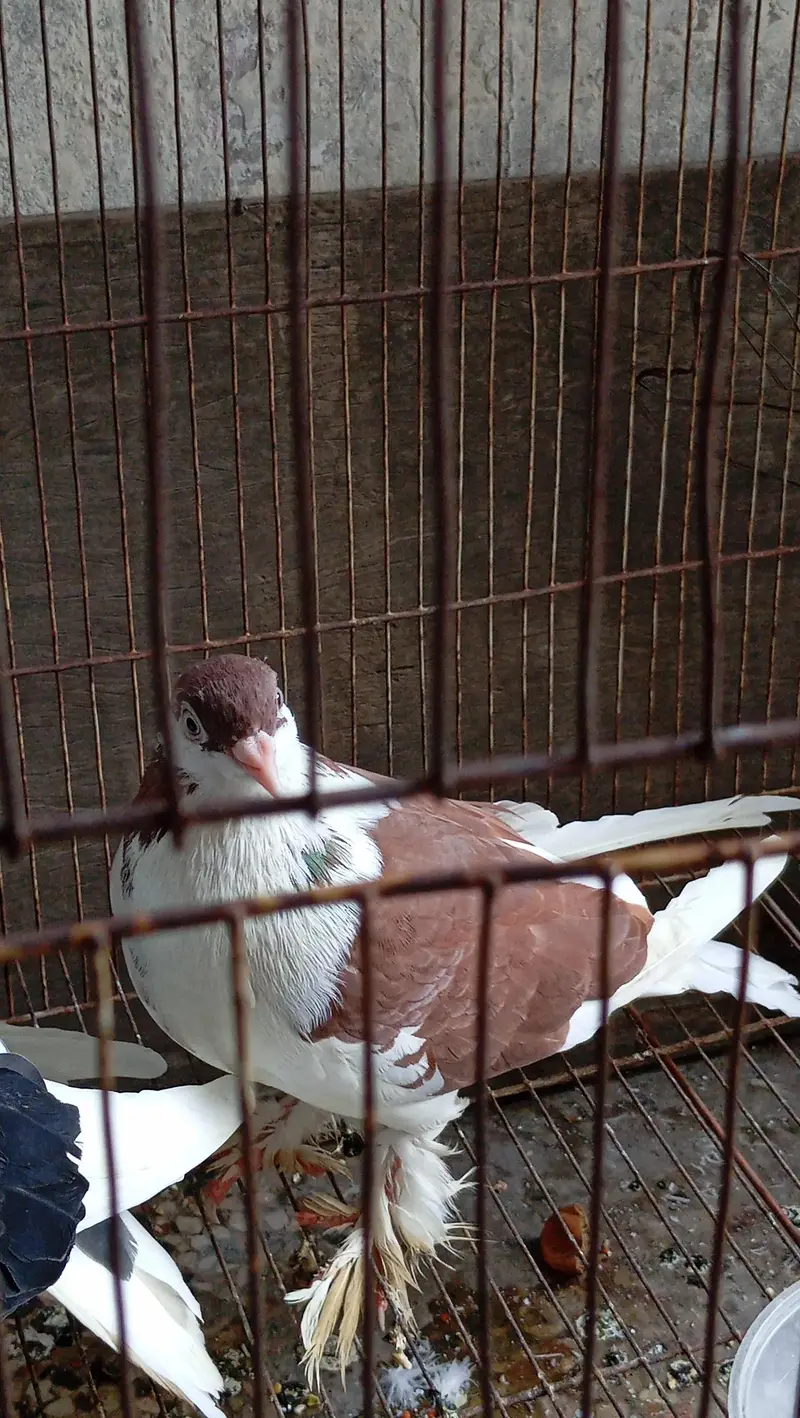fully breeder pair eggs deny waly hain home breed hai koi issue nhi. . . — photo 5