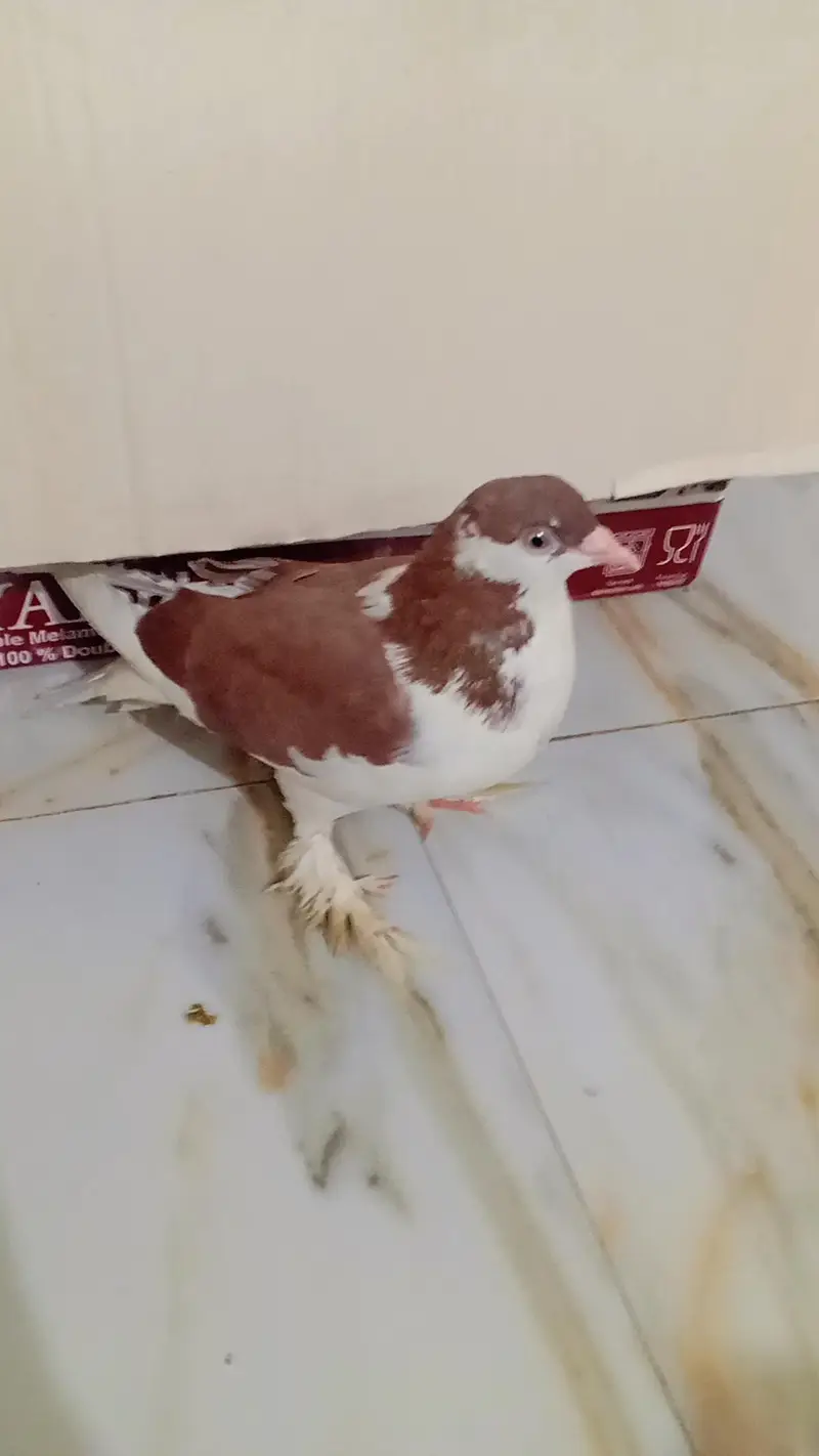 fully breeder pair eggs deny waly hain home breed hai koi issue nhi. . . — photo 6