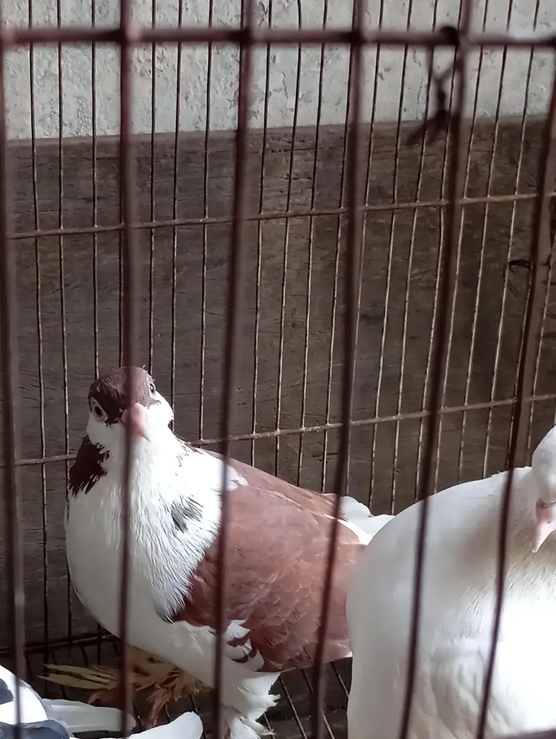 fully breeder pair eggs deny waly hain home breed hai koi issue nhi. . . — photo 7