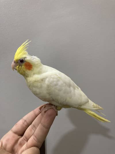 Handtame Cockatiel chicks pair