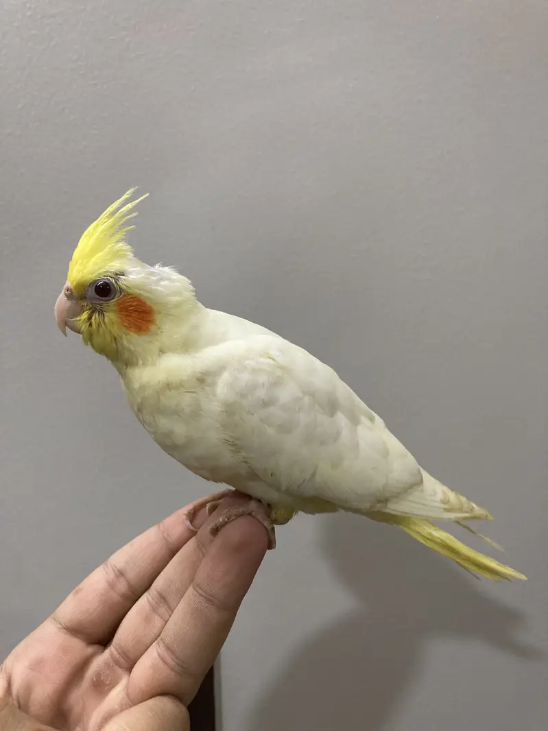 Handtame Cockatiel chicks pair
