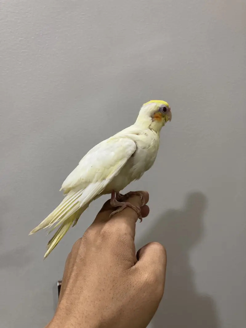 Handtame Cockatiel chicks pair — photo 2