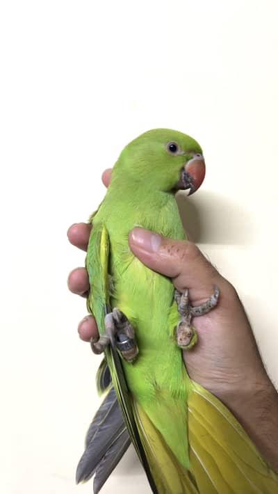 GREEN PARROT